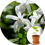 Садова орхідея в горщиках (2)