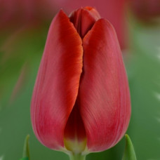 Тюльпан Cartago