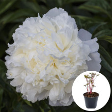 Пион в горшке Bowl of Cream