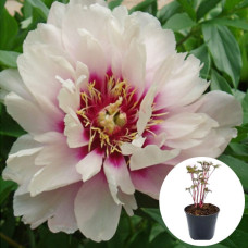 Пион в горшке Cora Louise