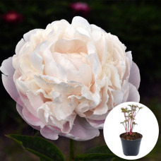 Пион в горшке Corinne Wersan