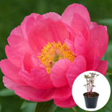 Пион в горшке Cytherea