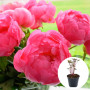 Пион в горшке Cytherea
