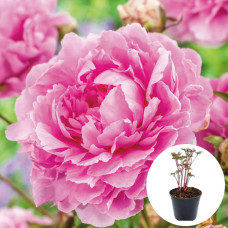 Півонія в горщику Dinner Plate