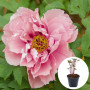 Півонія в горщику First Arrival