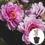 Півонія в горщику First Arrival