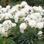 Пион Fringed Ivory