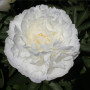 Пион Fringed Ivory
