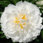 Пион Fringed Ivory