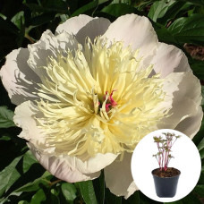 Півонія в горщику Immaculee