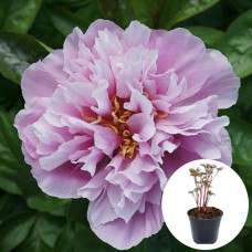 Півонія в горщику Lavender Pastel