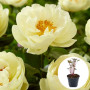 Півонія в горщику Lemon Chiffon