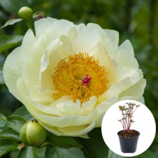 Півонія в горщику Lemon Chiffon