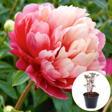 Півонія в горщику Lorelei