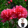 Півонія в горщику Lorelei