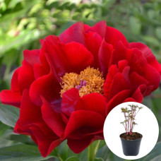 Півонія в горщику Mackanic Grand
