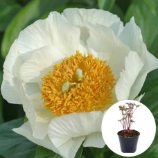 Півонія в горщику Moonrise