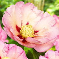 Півонія Pastel Splendor