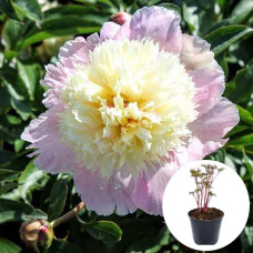 Півонія в горщику Petticoat Flounce