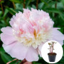 Півонія в горщику Petticoat Flounce