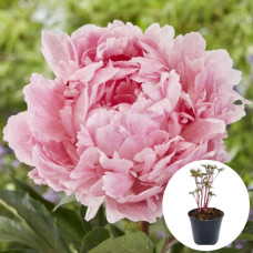 Півонія в горщику Pietertje Vriend