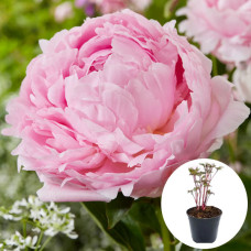 Пион в горшке Pillow Talk