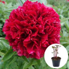 Пион в горшке Red Grace
