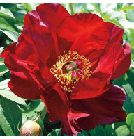 Півонія Scarlet Heaven
