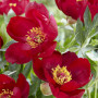 Пион Scarlet Heaven
