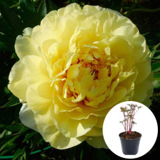 Пион в горшке Smith Family Yellow
