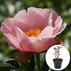 Пион в горшке Soft Salmon Saucer