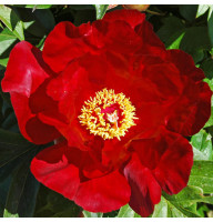 Півонія Sonoma Velvet Ruby