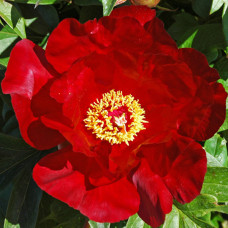 Пион Sonoma Velvet Ruby Пион Sonoma Velvet Ruby