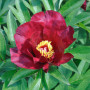 Пион Sonoma Velvet Ruby