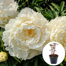 Пион в горшке White Ivory