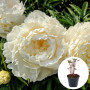 Пион в горшке White Ivory