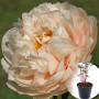 Півонія в горщику Pastelegance