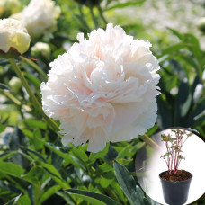 Півонія в горщику Solange