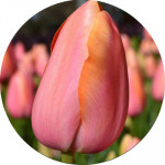 Тюльпани Пізні (14)