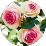 Плетистые розы (46)