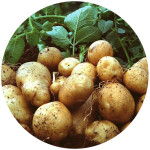 Семенной картофель (9)