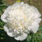 Півонія в горщику White Charm (Вайт Шарм)