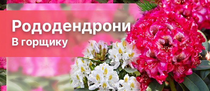 Перейти в каталог >>