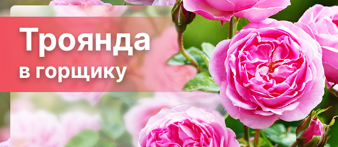 Перейти в каталог >>