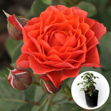 Роза в горшке Emilien Guillot 5 л