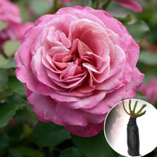 Троянда Agnes Schilliger (Агнес Шиллінгер)