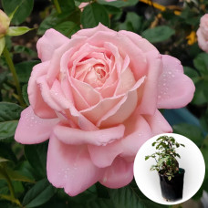 Троянда в горщику Amazing Grace 5 л