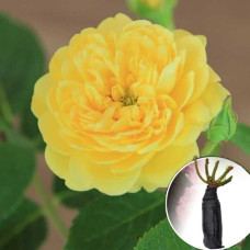 Троянда Anny Duperey (Анні Дюпрей)