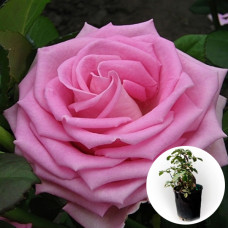 Роза в горшке Aqua 5 л