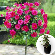 Троянда штамбова Ascot в горщику 5 л